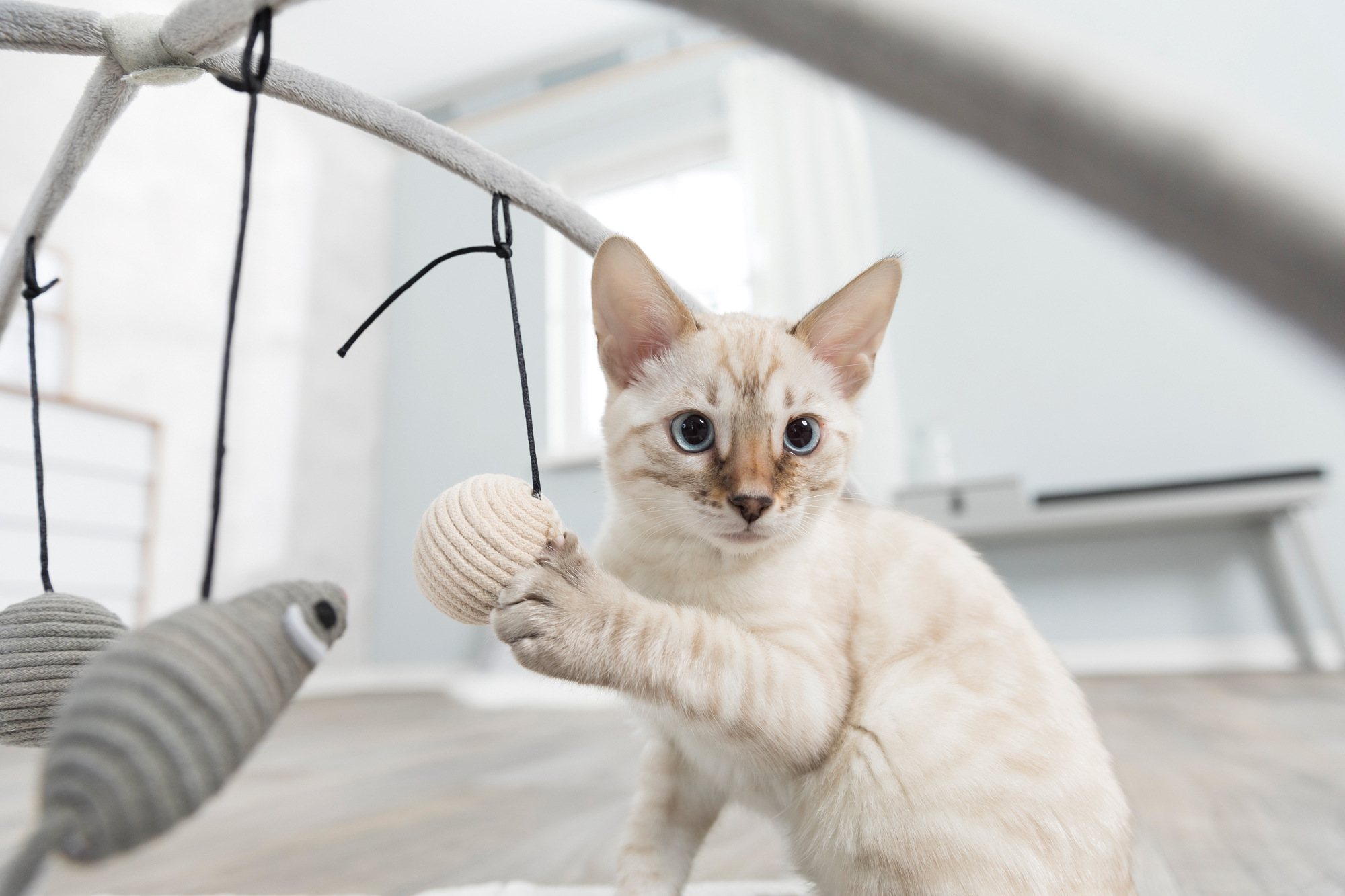 Produktwelt Katze